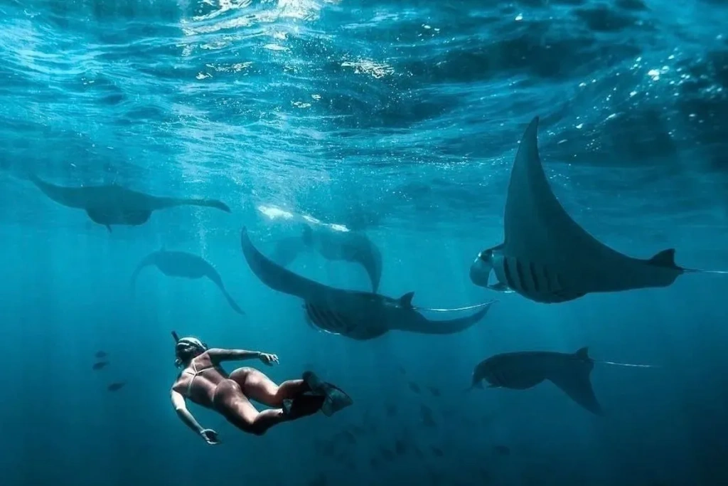 The Ultimate Guide to Snorkeling with Giant Manta Rays at Manta Point, Nusa Penida